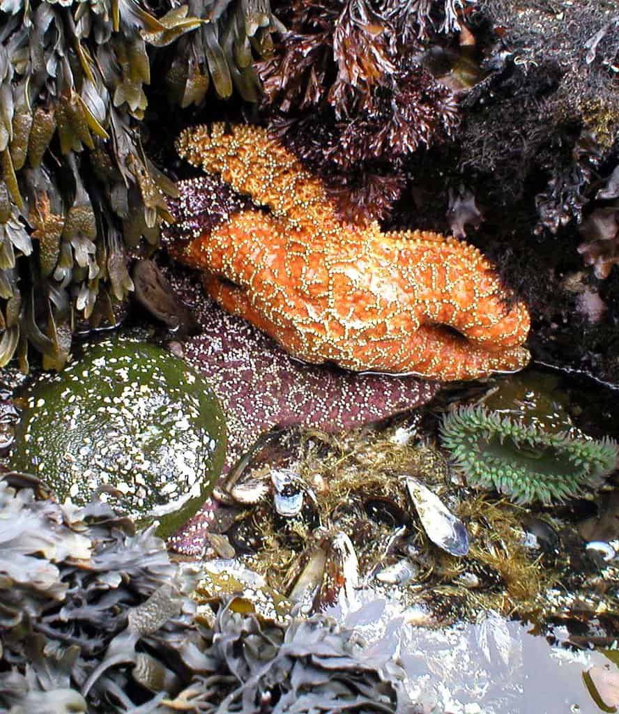 A riot of color and textures covers a small nook of a tide pool at a beach in Northern Oregon.