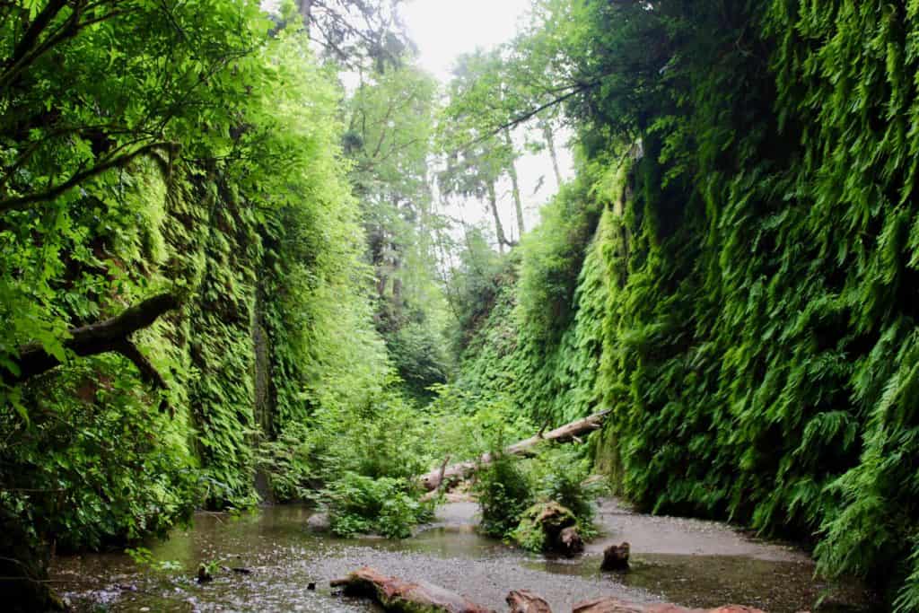 Walls of green welcome explorers at Fern Canyon in Redwood National Park.