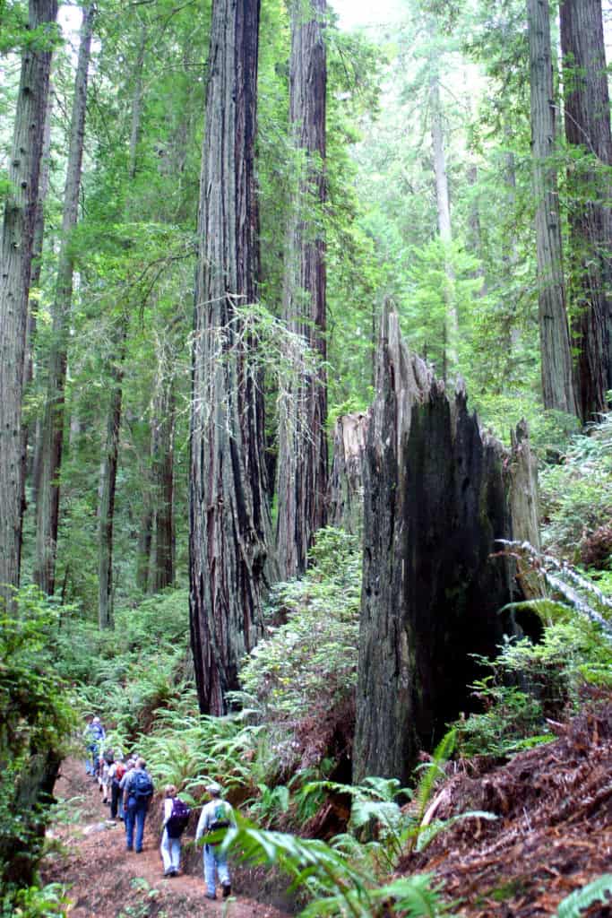 Hikers are dwarfed by enormous redwoods at Headwaters Forest Reserve. You can explore the Redwood Coast if you know how to get to Redwood National Park.