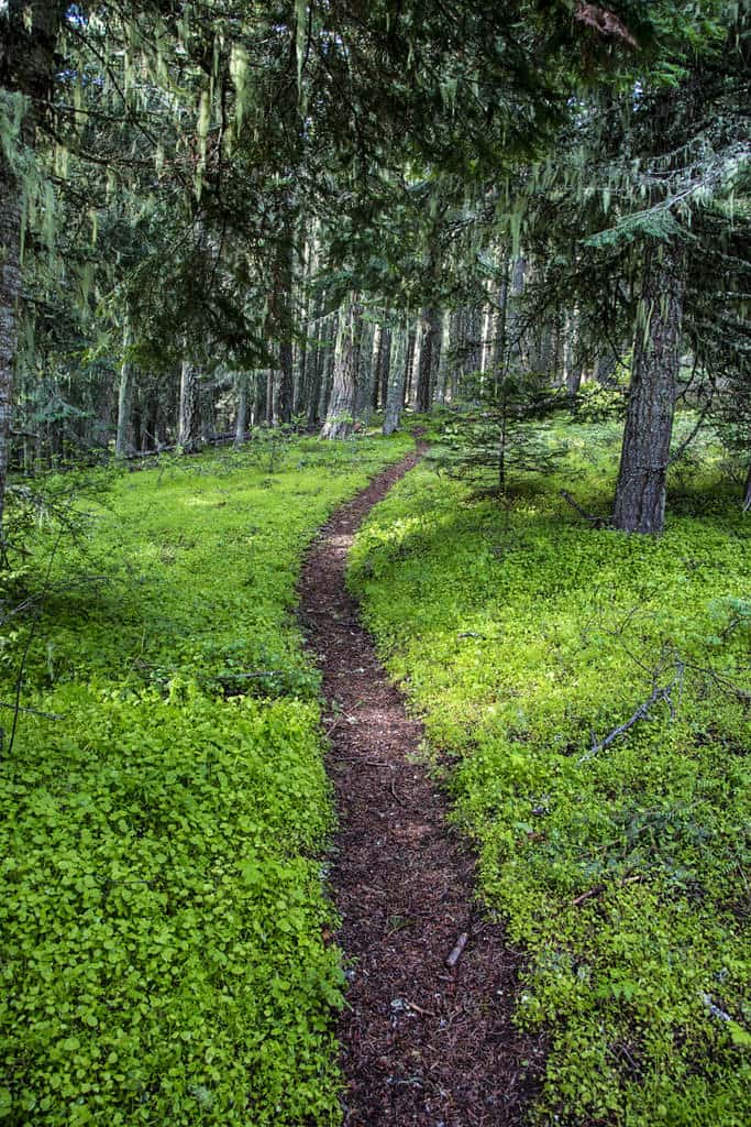 A trail winds through verdant forest on the Pacific Crest National Scenic Trail.
