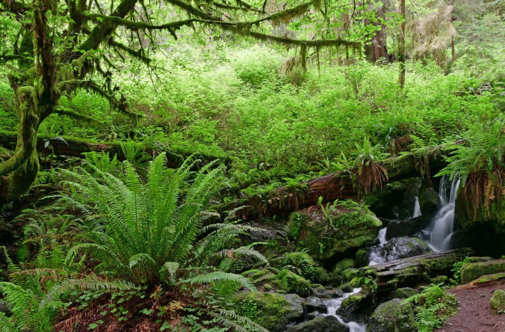 A creek cascades beside fern and moss covered rocks at Redwood National Park.