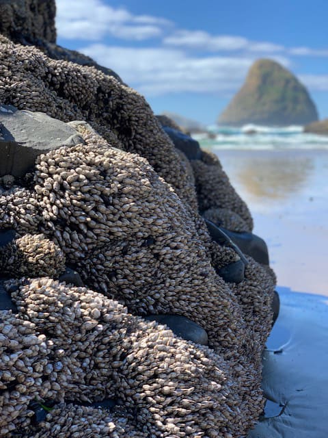 A detail shot shows a tidal rock carpeted with barnicles and muscles. Haystack Rock stands in the background.