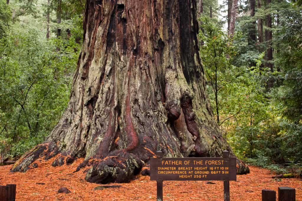 An enormous redwood stands at Big Basin Redwood State Park. Learning how to get to Redwood National Park affords you with more opportunities to see these amazing trees.
