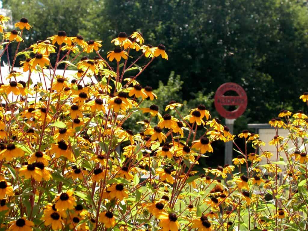 Black Eyed Susans stand in afternoon sunshine at Altopass, Illinois.