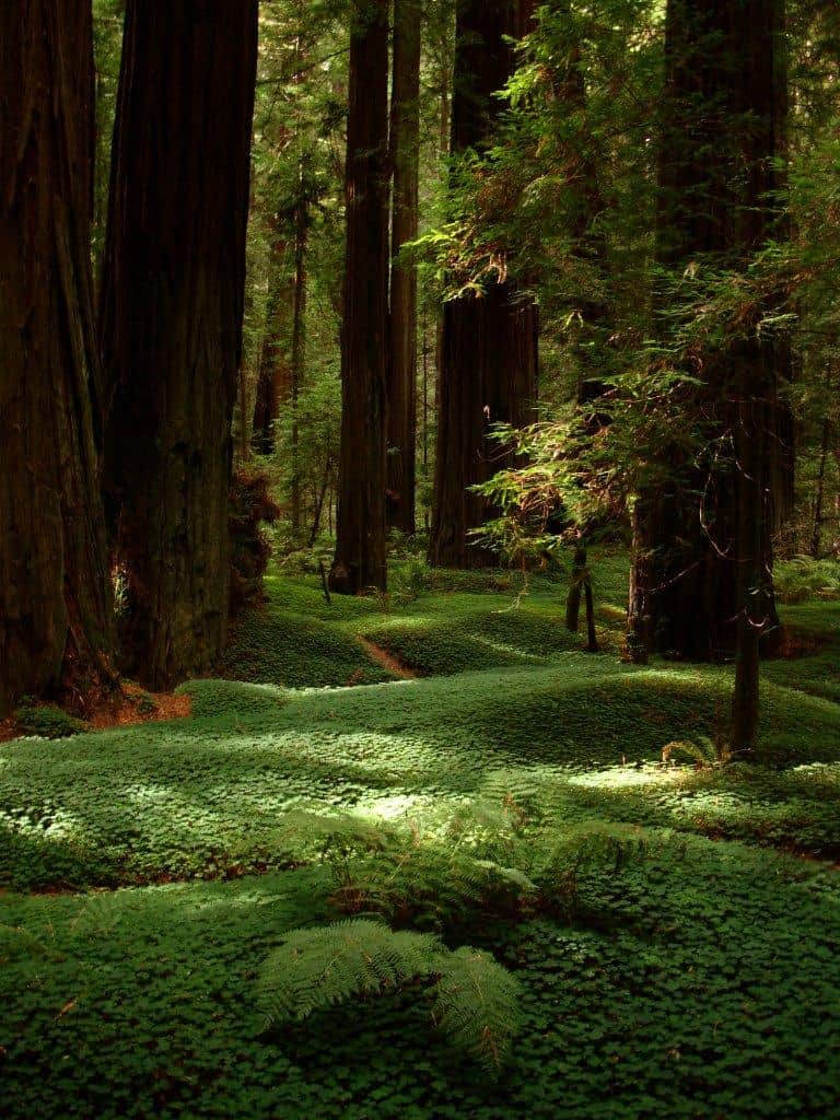 A carpet of green undergrowth covers the forest floor at Humboldt Redwoods State Park. Humboldt Redwoods State Park is over 90 minutes away from Redwood National Park, another reason why its important to know how to get to Redwood National Park.