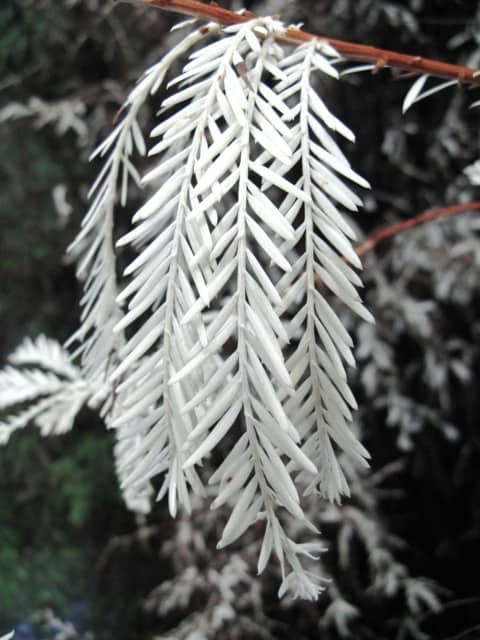 A close up of an albino redwood reveal the bright whiteness of this strange redwood found throughout the redwood coast.