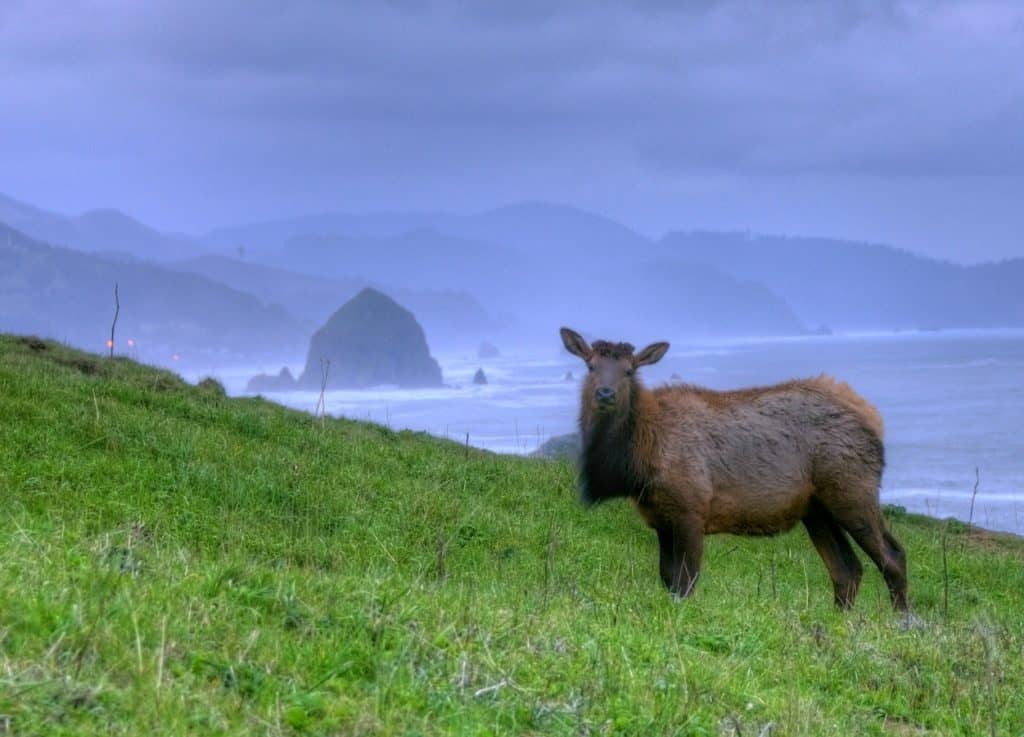 An Elk cow stands looking at the camera on a quiet winter evening at Cannon Beach.