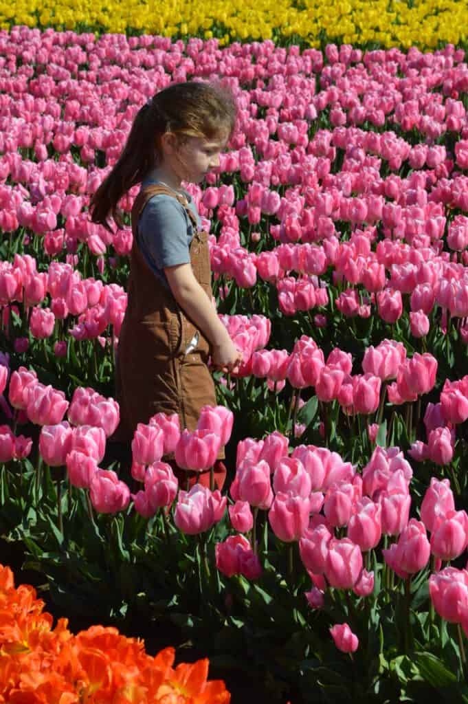 Girl walking amongst pink tulips.
