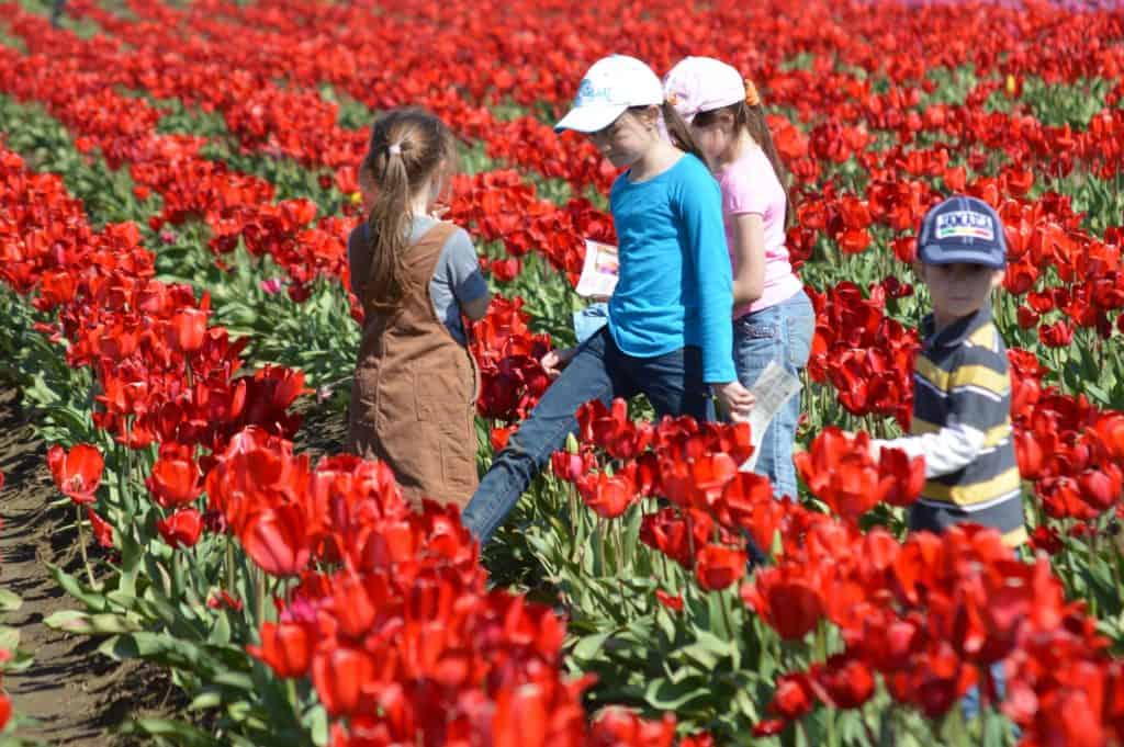 Kids among red tulips. 