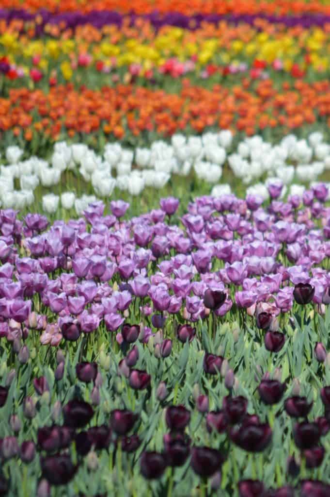 Purple and other color tulips. Tulip festival Oregon best time to go.
