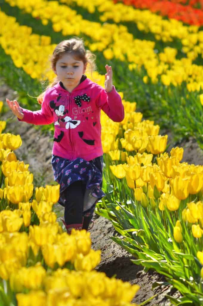 Girl running through yellow tulips. Tulip Festival Oregon best time to go.
