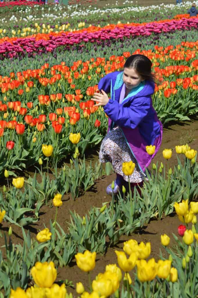 Girl running between rows of tulips.
