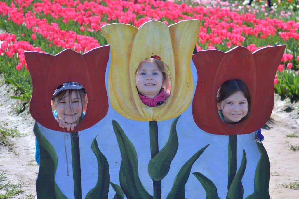 Girls in tulip cutout in tulip field. Tulip Festival Oregon best time to go.