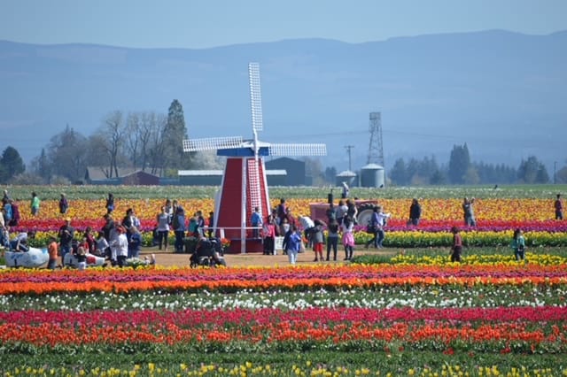 tulip fields with lots of visitors. Tulip Festival Oregon best time to go.