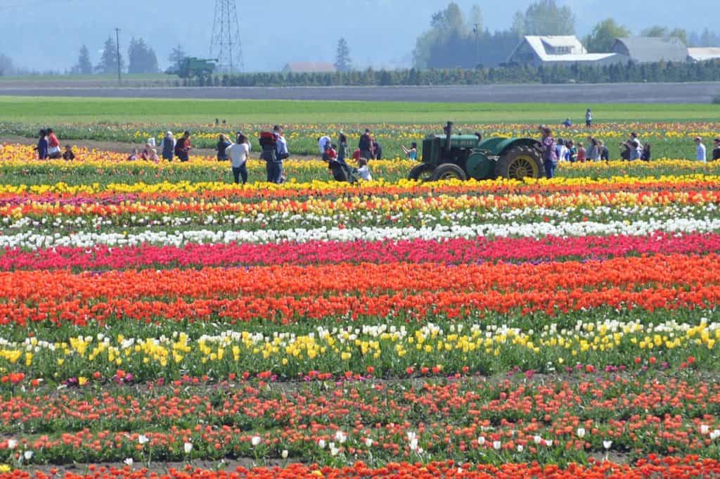 Tractor and people sitting in tulip fields. Tulip Festival Oregon best time to go.