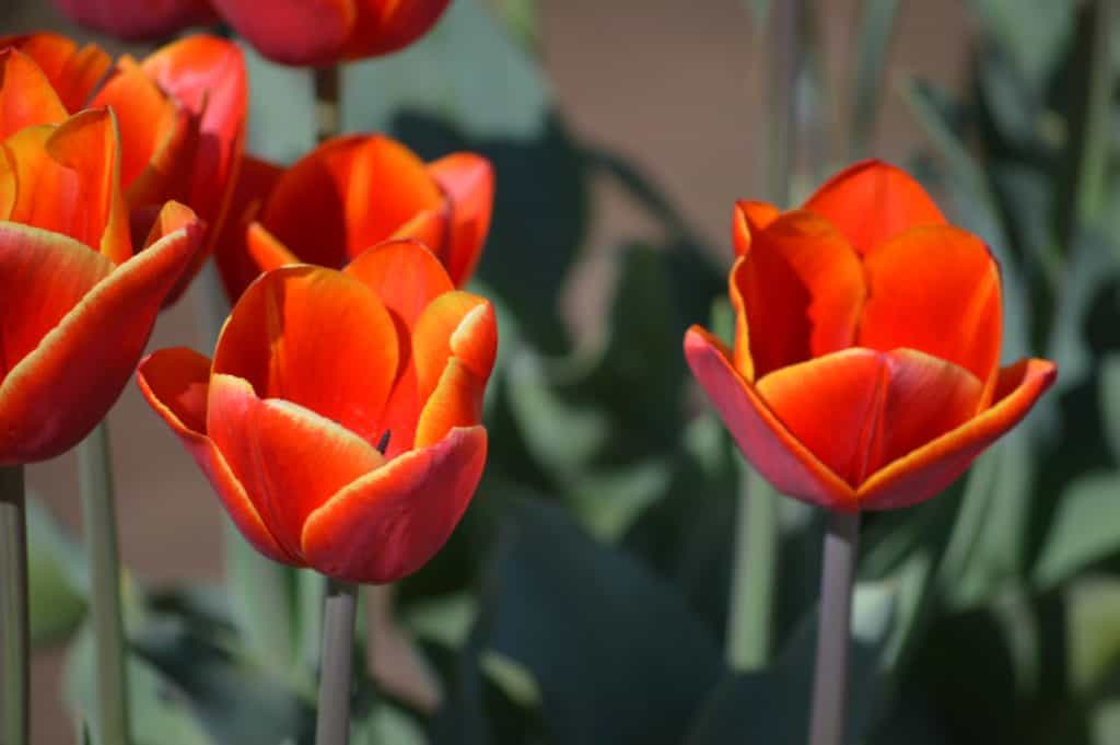 Orange tulip blossoms. Tulip Festival Oregon best time to go.