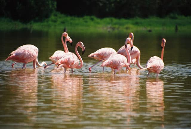 Flamingos wade at Everglades National Park.