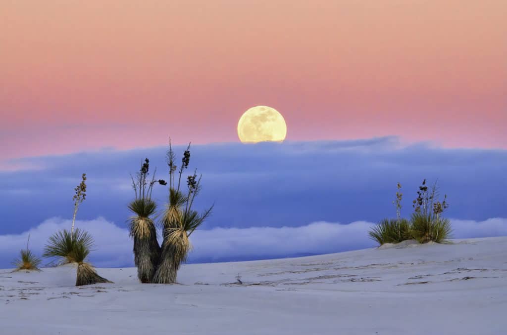 The Moon rises over white sands and yucca plants at White Sands National Park. White Sands National Park is one of the best national parks to visit in November and December.