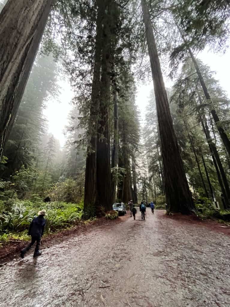 Our family walks amid towering redwoods at Jedediah Smith Redwoods State Park. 