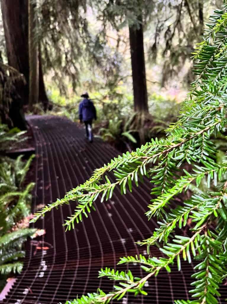 My son walks along a walkway at Grove of the Titans. Our trip to Grove of the Titans shows why it's important to consider how to get to Redwood National Park.