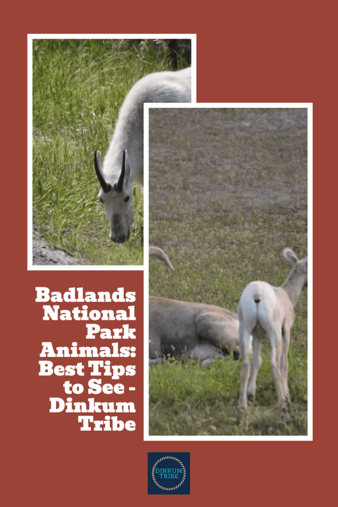 Pinnable image for Badlands National Park Animals