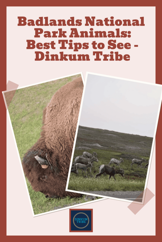Pinnable image for Badlands National Park Animals