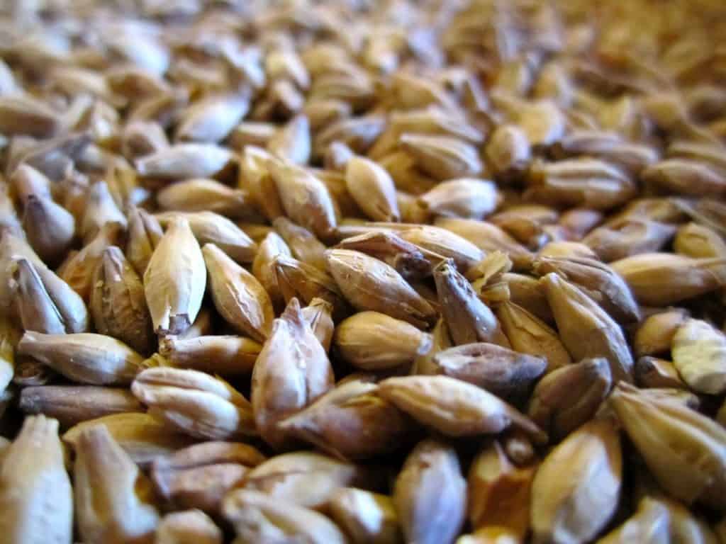 A close up picture of malt.