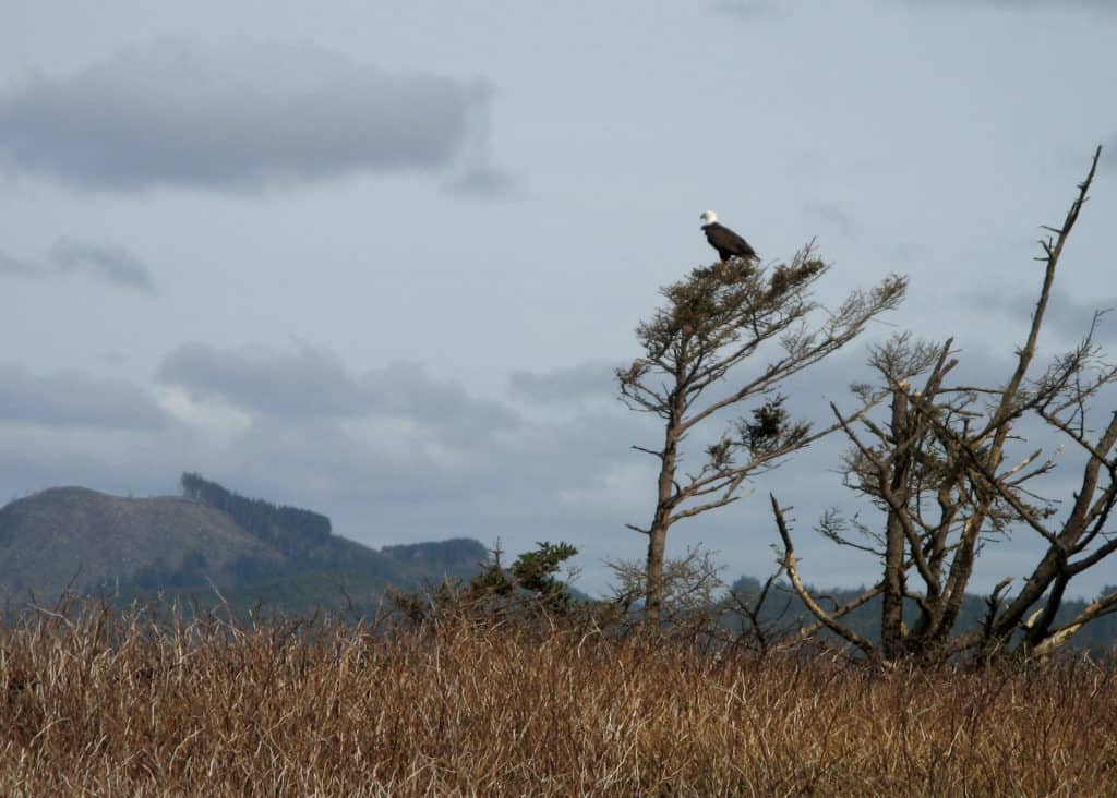 An eagle sits perched atop a cypress tree. 