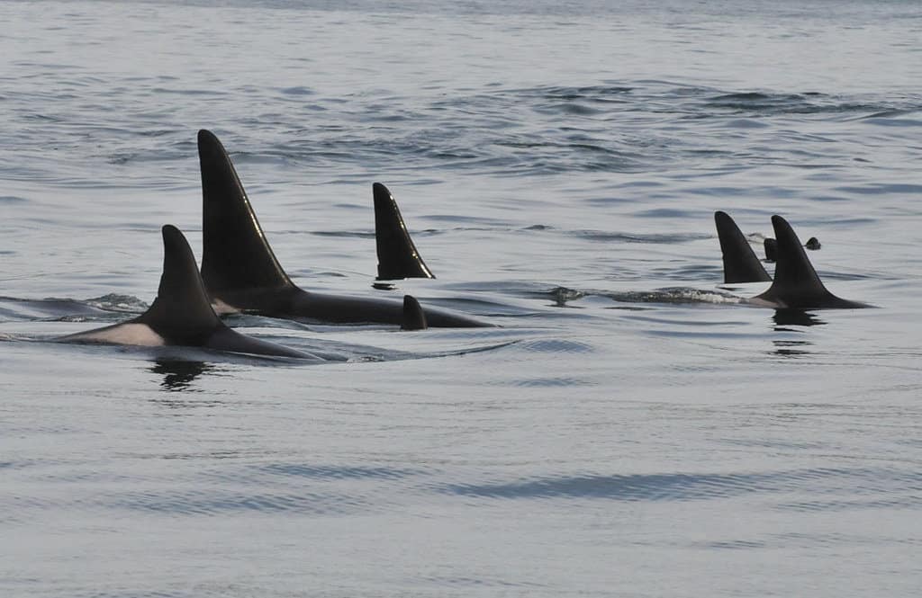 A pod of Killer Whales make their way along the waters of Depoe Bay.