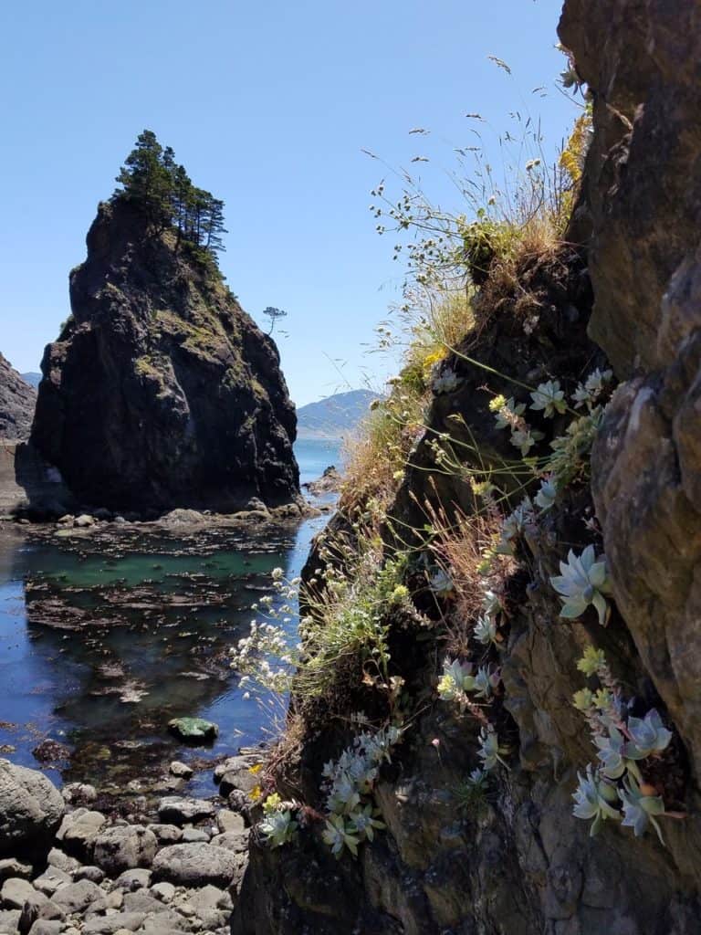 Succulents grow along a cliff face at Port Orford Heads State Park. 