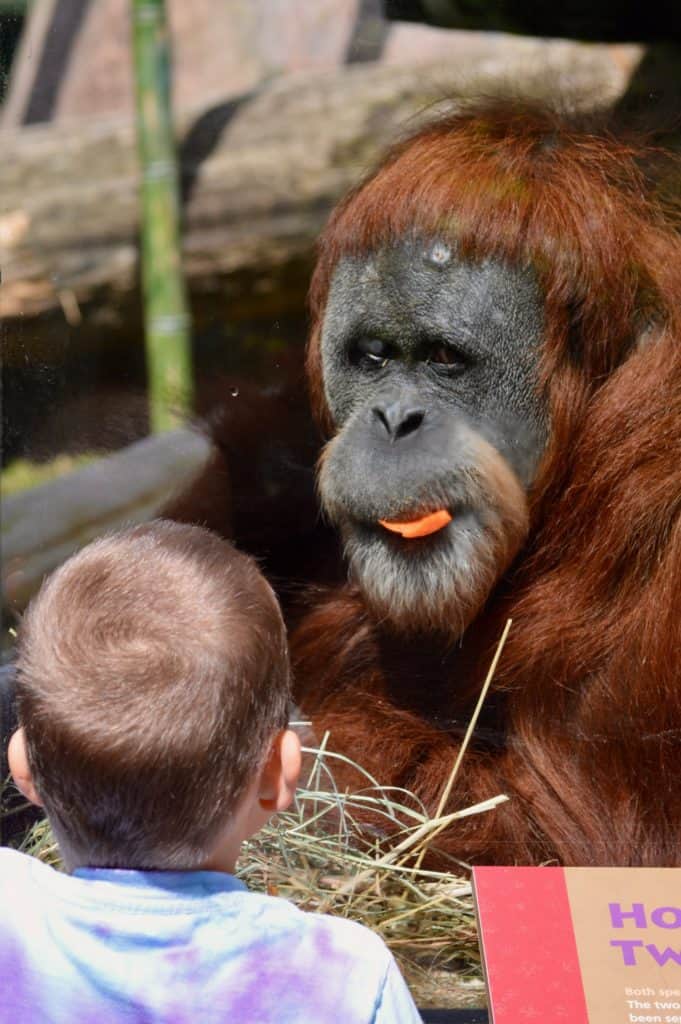 Boy face to face with an orangutan. Zoo memberships make great Gifts for homeschool moms.