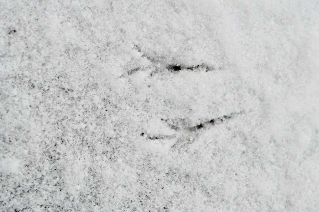 Bird tracks in the snow.  Winter activities for teens.