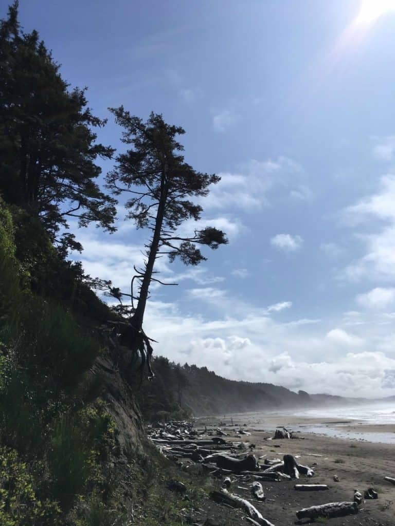 A tall cypress holds to an ocean bluff by only a few roots, along the misty, beautiful shores of Beverly Beach.