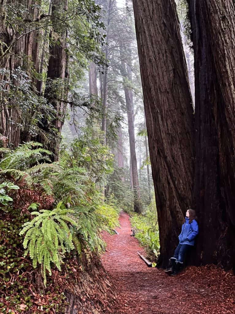 My daughter looks up into the heights of the Redwoods while leaning her weight on a Redwood behind her.