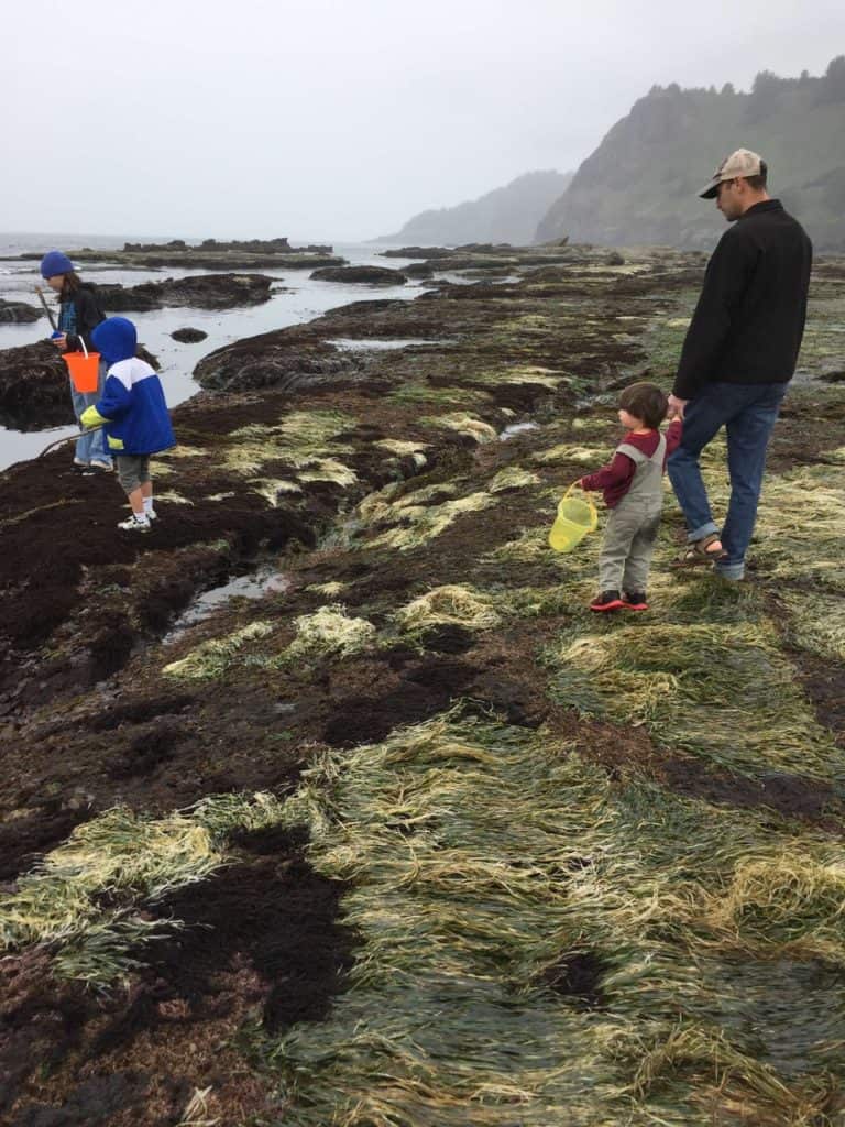 My children and I explore the thickly covered tide pools of the Otter Crest Marine Gardens. These marine gardens are a must see when visiting the Oregon Coast with kids.