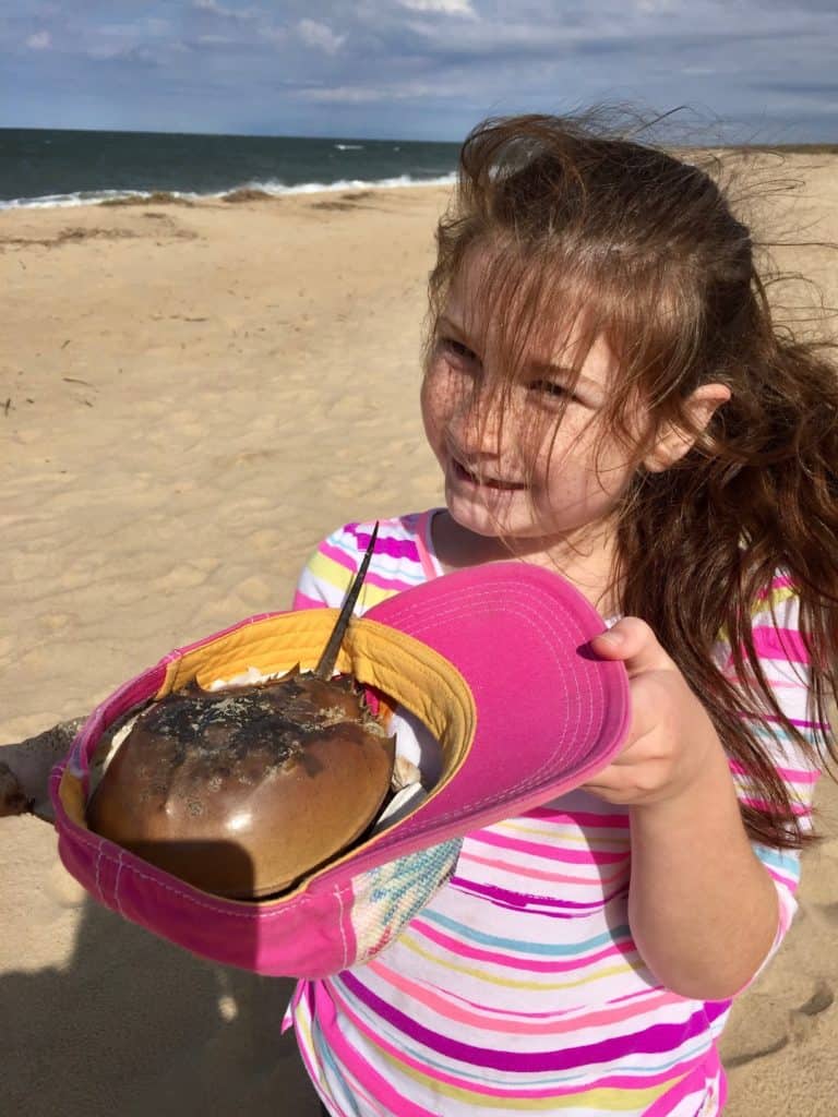 Girl with horseshoe crab skeleton in ball cap. Beach packing list family.