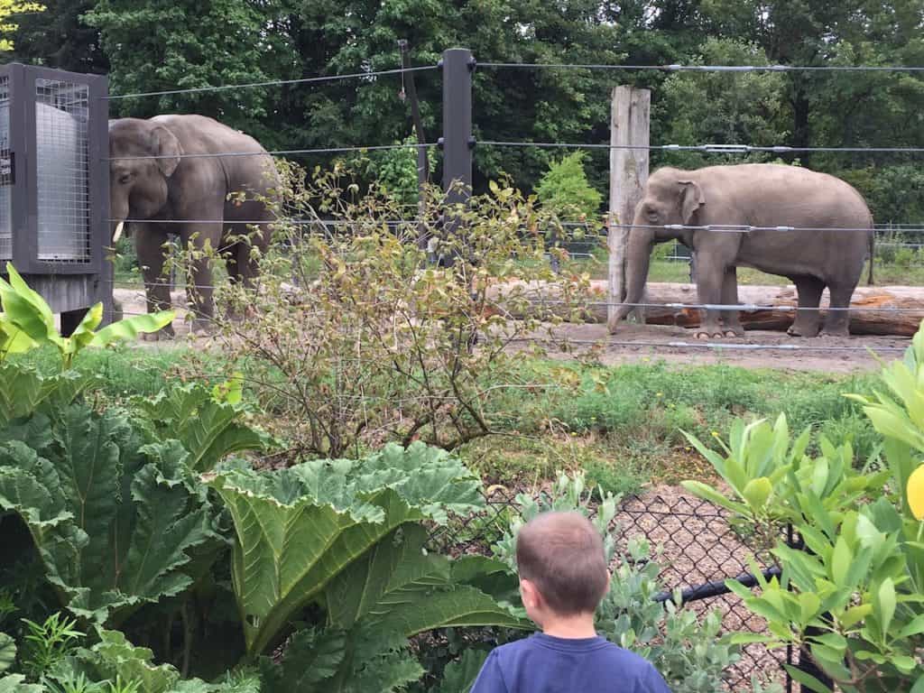 Boy observing elephants at the zoo. Gifts for homeschool moms