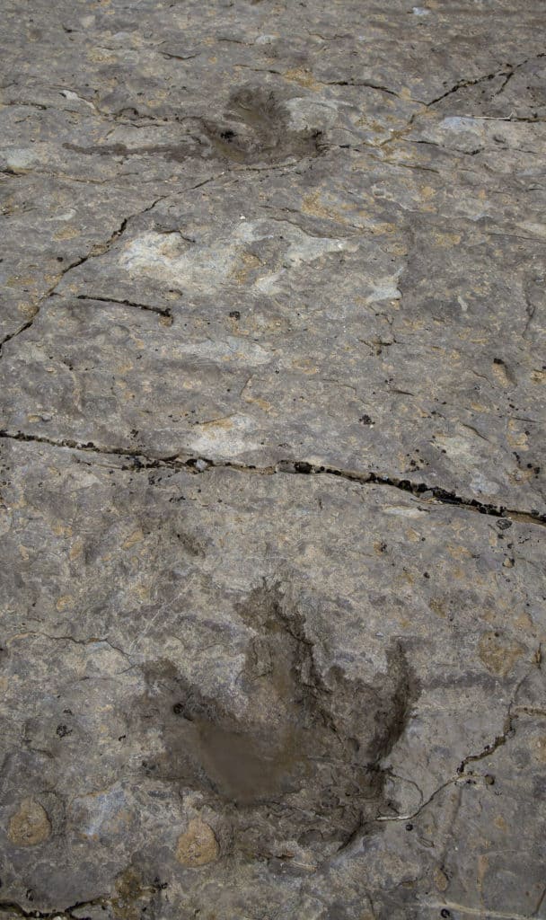 Dinosaur tracks can be found in northern Wyoming, one of many things to see along I-90 in Wyoming.