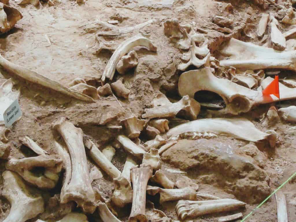 A heap of excavated buffalo bones at Vore Buffalo Jump. Vore Buffalo Jump is one of the coolest things to see along the I-90 in Wyoming.