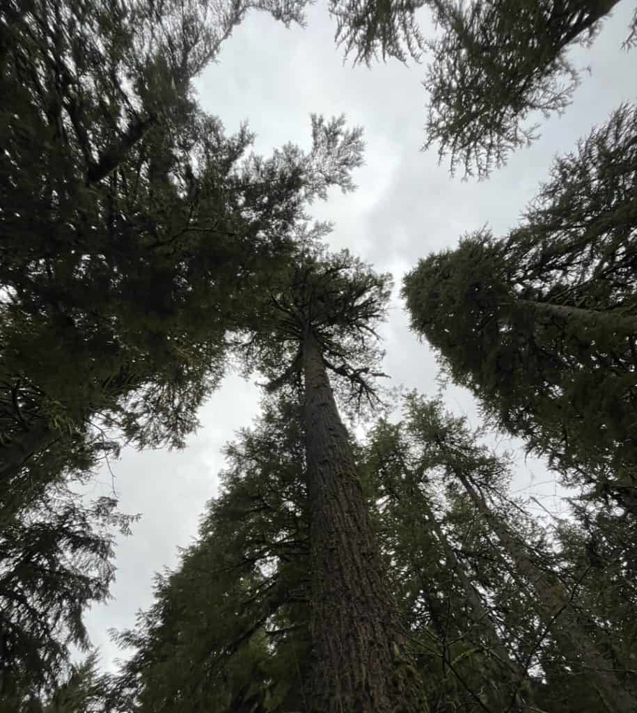 Tall old growth trees tower above Smith Creek Village.