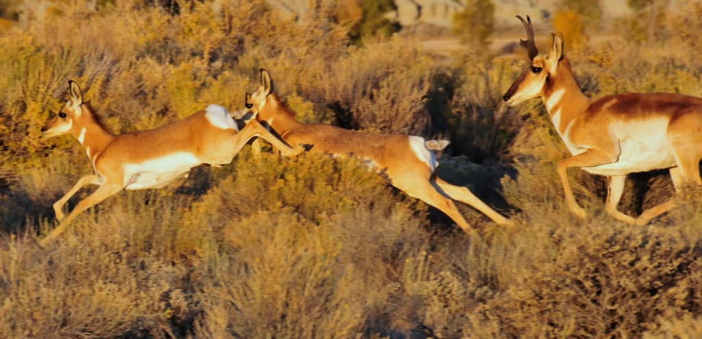 Antelope run free at Thunder Basin National Grassland. Thunder Basin is one of many great things to see along the I-90 in Wyoming.