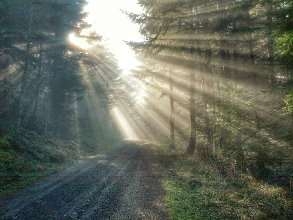 Sunlight pours through the trees and a logging road near Roseburg Oregon. 