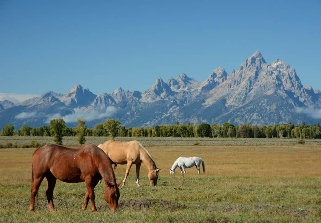 The Grand Tetons tower over the horizon near Grand Teton National Park.