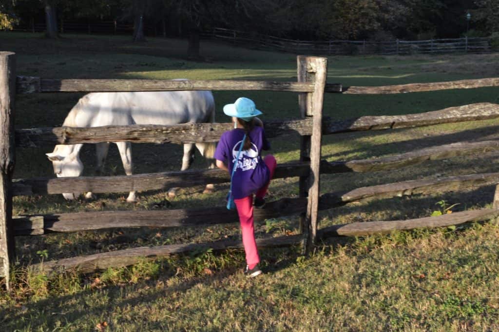 Horse behind a fence with child in front of fence. Image for boundaries.