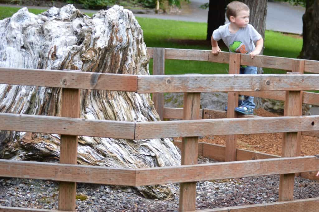 Fence surrounding a tree trunk with boy climbing the fence. Symbolic image of boundaries.