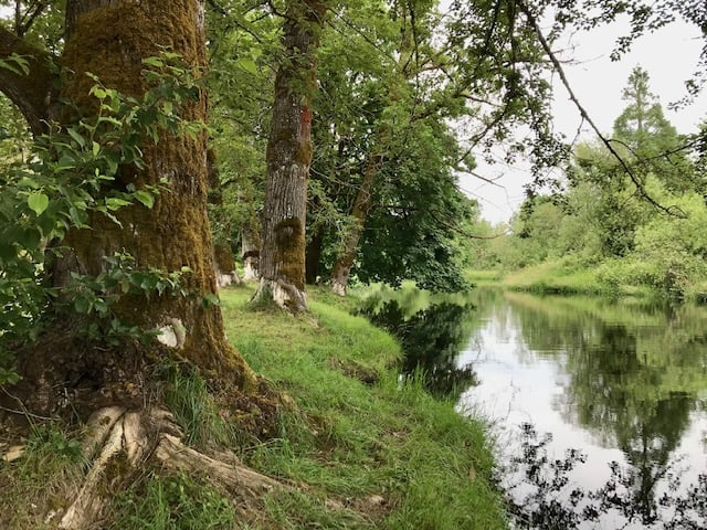 Stream with trees on bank.