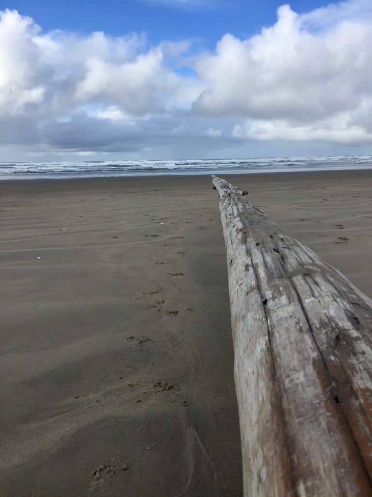 Driftwood log on the beach.