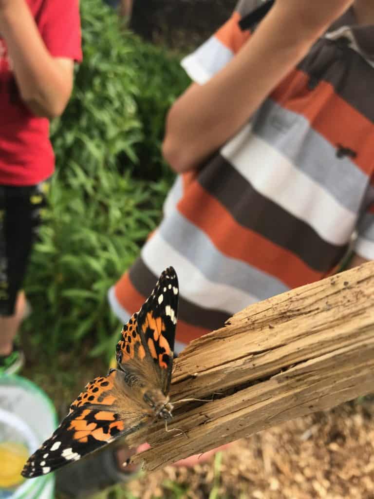 Butterfly on a piece of wood.