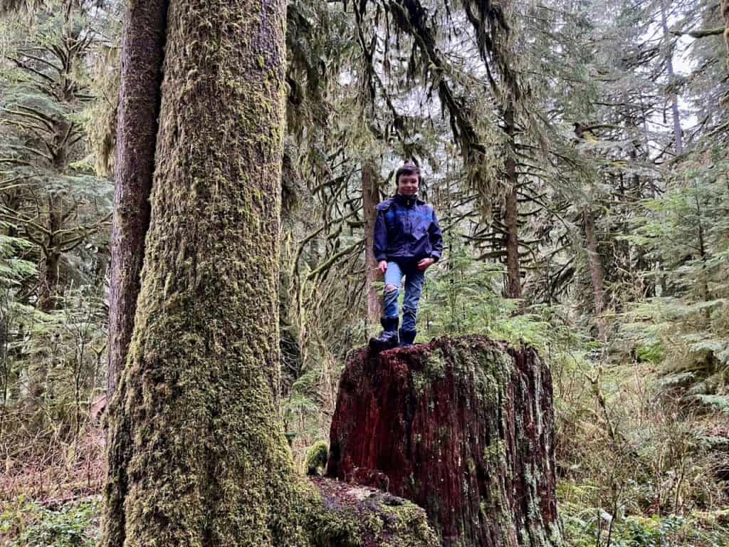 My young son stands tall on top of a massive stump at Silver Falls State Park. Hiking is one of the best things to do at Silver Falls State Park.