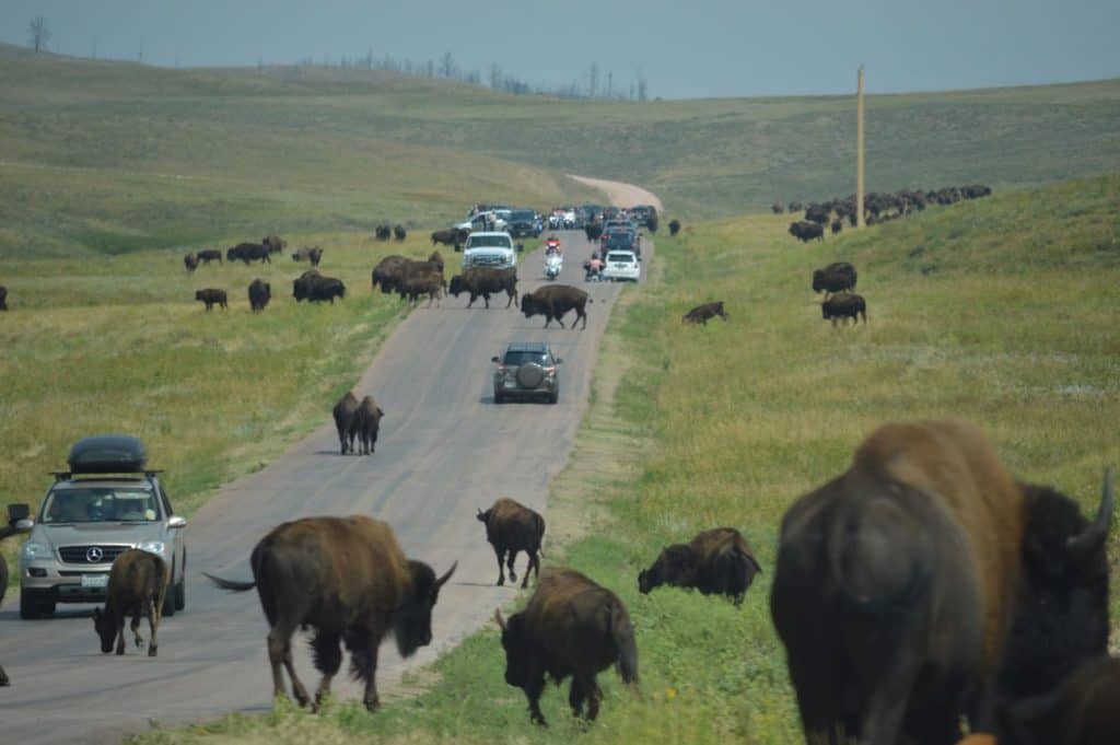 Buffalo outnumber cars at a prairie road in Custer State Park.
